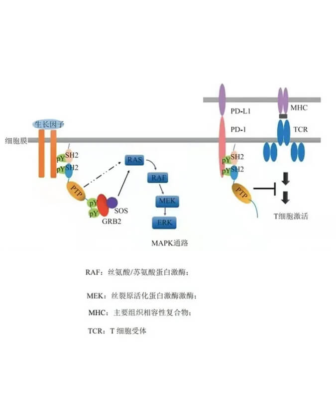 pg电子官网助力凌达生物SHP2变构抑制剂RG001片获批临床.jpg