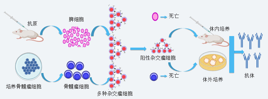 pg电子官网抗体开发技术