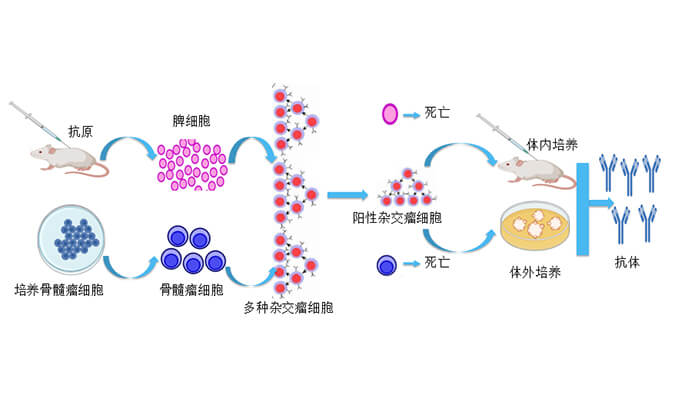 全流程抗体药物研发——助力生物药IND申报