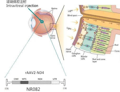 8-图片来自：纽福斯生物.jpg