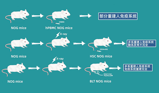 评价肿瘤药物的动物药效模型，你选对了吗.jpg