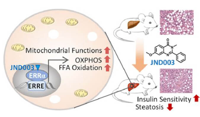 JND003是一种新型选择性ERRα激动剂，可缓解非酒精性脂肪肝和胰岛素抵抗，PK和组织分布测定通过pg电子官网进行