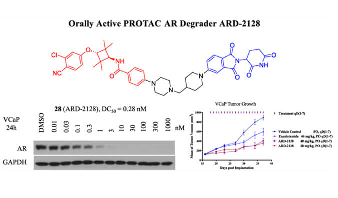 ARD-2128是一种PROTAC AR降解剂，具有出色的血浆和微粒体稳定性，体外稳定性和PK研究通过pg电子官网进行