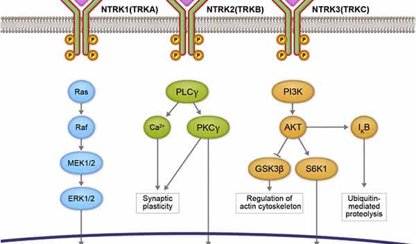 pg电子官网助力睿跃生物1类新药 TRK降解剂CG001419获批临床.jpg