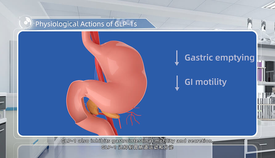 GLP-1s 的作用.jpg