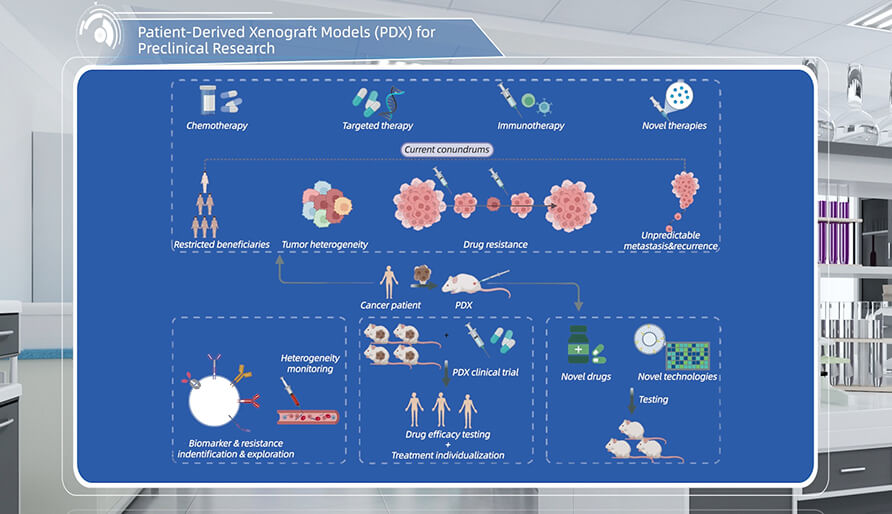 什么是临床前研究的PDX（人源肿瘤异种移植）模型？